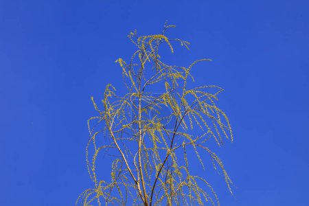 Téléchargez les photos : Branches de saule dans le ciel bleu arrière-plan - en image libre de droit