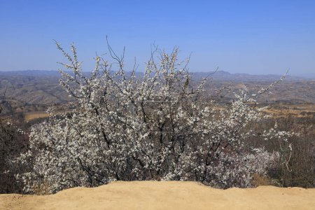 Téléchargez les photos : Floraison d'abricots sur le plateau de Loess, en Chine - en image libre de droit