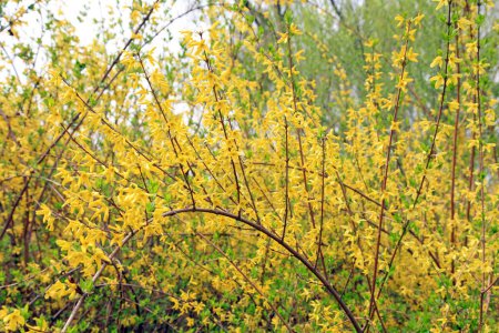 Téléchargez les photos : Fleur jaune forsythia flowe - en image libre de droit