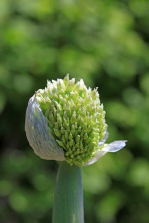Foto de Flores de cebolla en la naturaleza - Imagen libre de derechos