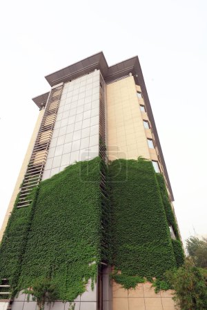 Téléchargez les photos : Ivy en bâtiment de grande hauteur gros plan de la photo - en image libre de droit