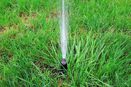 Photo for Sprinkler irrigation facilities in the law - Royalty Free Image
