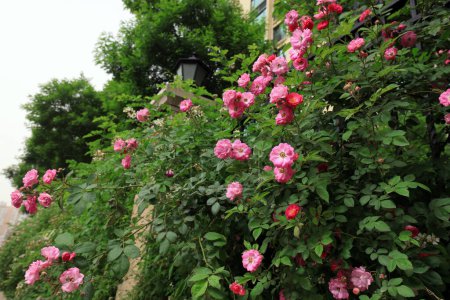 Téléchargez les photos : Rose dans le jardin - en image libre de droit