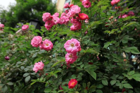 Photo for Rose in the garden - Royalty Free Image