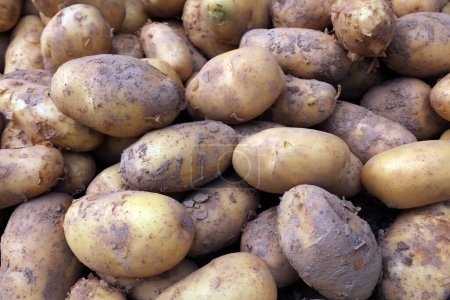 Téléchargez les photos : Pommes de terre empilées ensemblegros plan de la photo - en image libre de droit