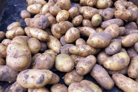 Photo for Potatoes piled togethercloseup of photo - Royalty Free Image