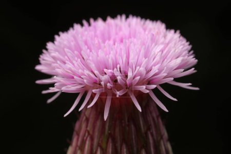 Photo for Thistle Flowers in Natural State - Royalty Free Image