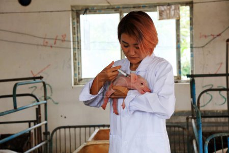 Photo for LUANNAN COUNTY, China - September 8, 2017: A female veterinarian vaccinated piglets in a farm, LUANNAN COUNTY, Hebei Province, China - Royalty Free Image