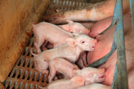 Téléchargez les photos : Un groupe de porcelets allaitent, à côté des truies, dans une ferme, en Chine - en image libre de droit