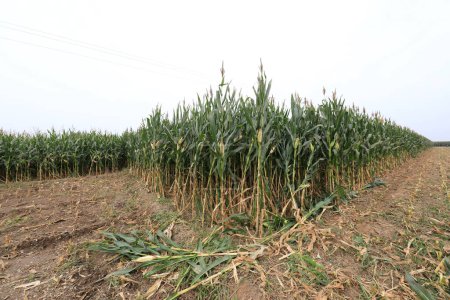 Foto de Plantas de maíz en tierras agrícolas, llanura del norte de China - Imagen libre de derechos