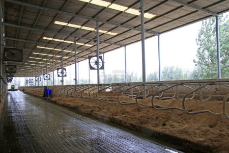 Téléchargez les photos : Structure du cadre en acier dans la ferme laitière - en image libre de droit