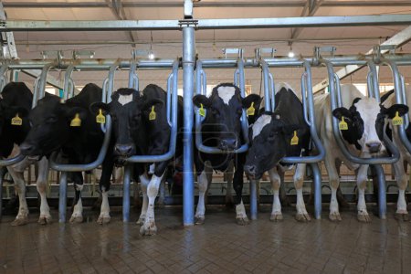 Foto de Vacas en la granja, China - Imagen libre de derechos