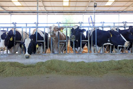 Foto de Vacas en la granja, China - Imagen libre de derechos