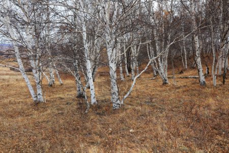 Téléchargez les photos : Birch forest under blue sky in huanggangliang Park of Keshiketeng World Geopark, Inner Mongolia - en image libre de droit