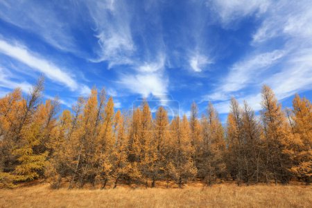 Foto de Pine trees in huanggangliang Park, Keshiketeng World Geopark, Inner Mongolia - Imagen libre de derechos