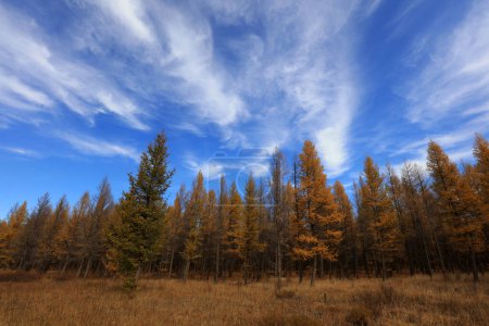Téléchargez les photos : Pine trees in huanggangliang Park, Keshiketeng World Geopark, Inner Mongolia - en image libre de droit