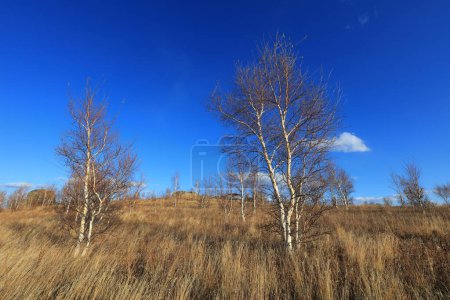 Photo for Landscape of ashhatu Stone Forest in Keshiketeng World Geopark, Inner Mongolia - Royalty Free Image