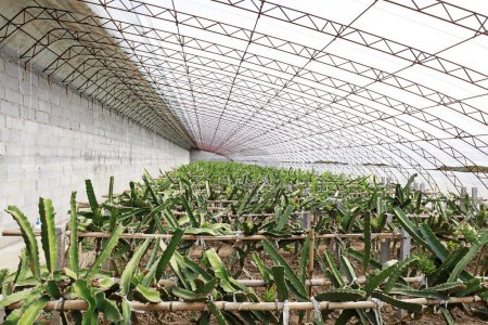 Téléchargez les photos : Pitaya plants in a greenhouse, on a farm, China - en image libre de droit