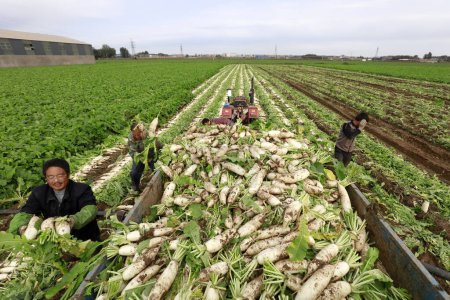 Téléchargez les photos : LUANNAN COUNTY, China - October 14, 2017: Farmers are harvesting turnips in the field on a farm, LUANNAN COUNTY, Hebei Province, China - en image libre de droit