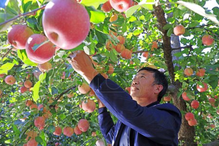 Téléchargez les photos : Comté de Luannan - 30 octobre : récolte naine de pommes Fuji rouges, cueillette de fruits occupée par les fruiticulteurs, comté de Luannan, Hebei Pronvice, Chine, 30 octobre 2017 - en image libre de droit