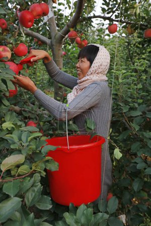 Téléchargez les photos : LUANNAN COUNTY, China - November 1, 2017: female farmers are harvesting Red Fuji apples in an orchard, LUANNAN COUNTY, Hebei Province, China - en image libre de droit