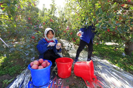 Téléchargez les photos : Comté de Luannan - 30 octobre : récolte naine de pommes Fuji rouges, cueillette de fruits occupée par les fruiticulteurs, comté de Luannan, Hebei Pronvice, Chine, 30 octobre 2017 - en image libre de droit