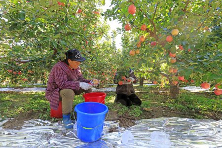 Photo for Luannan County - October 30: dwarf red Fuji apple harvest, fruit growers busy picking, Luannan County, Hebei Pronvice, China, October 30, 2017 - Royalty Free Image