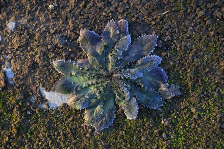 Foto de Frosty weeds in the fields - Imagen libre de derechos