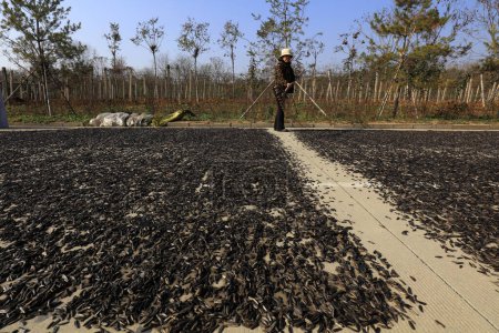 Foto de Condado de Yi, China - 4 de noviembre de 2017: Los agricultores están secando semillas de girasol en el suelo, Condado de Yi, provincia de Hebei, China - Imagen libre de derechos