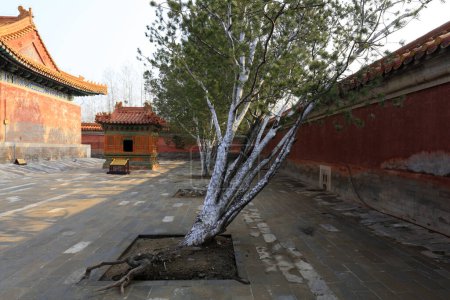 Téléchargez les photos : Cypress trees in ancient buildings, Yi County, Hebei Province, China - en image libre de droit