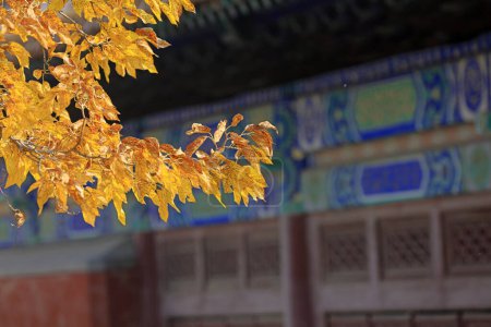 Photo for Yellow leaves and classical architecture, Yi County, Hebei Province, Chin - Royalty Free Image