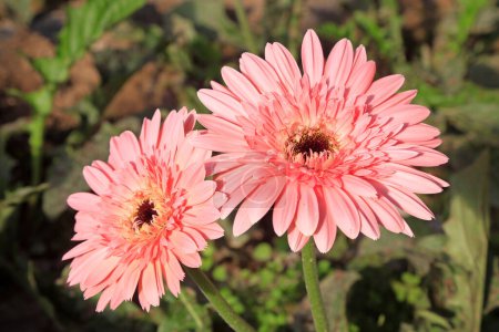 Téléchargez les photos : Gerbera fleurs en serre - en image libre de droit