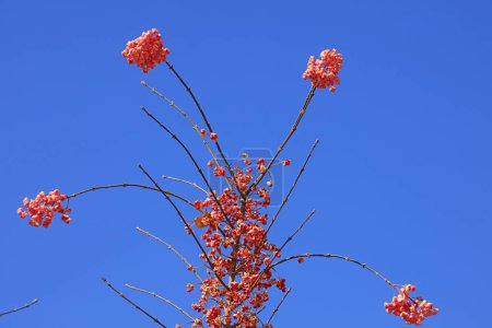Téléchargez les photos : Graines d'Euonymus dans le ciel bleu fond - en image libre de droit