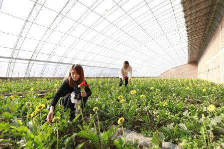 Photo for Luannan County - November 21, 2017: two women are picking chrysanthemums from Africa, in greenhouses, Luannan, Hebei, Chin - Royalty Free Image