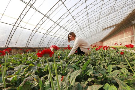 Photo for Luannan County - November 21, 2017: a lady picking chrysanthemums from Africa, in greenhouses, Luannan, Hebei, Chin - Royalty Free Image