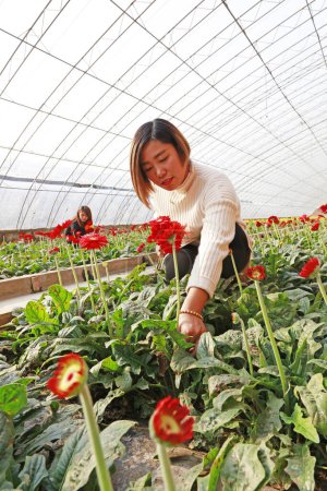 Photo for Luannan County - November 21, 2017: two women are picking chrysanthemums from Africa, in greenhouses, Luannan, Hebei, Chin - Royalty Free Image