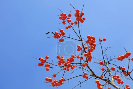 Photo for Persimmon persimmon in blue sk - Royalty Free Image