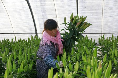 Foto de Condado de Luannan - 13 de diciembre de 2017: floricultor recogiendo lirio en una plantación, Condado de Luannan, provincia de Hebei, Chin - Imagen libre de derechos