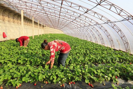 Photo for Luannan County - December 20, 2017: women workers busy in the strawberry sheds, Luannan, Hebei, China, Chin - Royalty Free Image