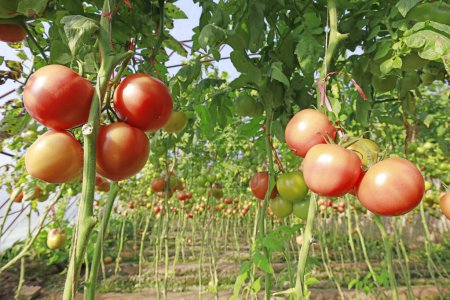 Téléchargez les photos : Fruits de tomate dans le greenhous - en image libre de droit