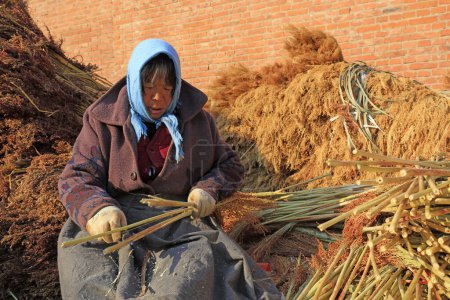 Photo for Luannan County - December 21, 2017: worker processing whisk broom in a hand workshop, Luannan County, Hebei Province, China. This is the most important traditional handicraft industry in the local area - Royalty Free Image