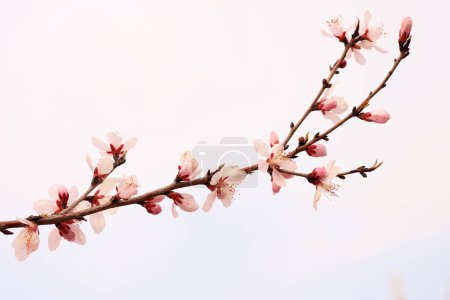 Photo for Blooming peach blossoms in the garden - Royalty Free Image