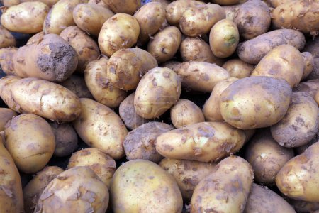 Téléchargez les photos : Pommes de terre empilées ensemble gros plan de la photo - en image libre de droit