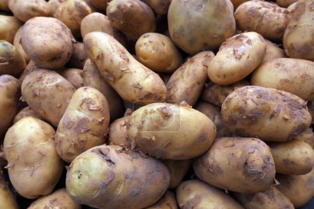 Téléchargez les photos : Pommes de terre empilées ensemble gros plan de la photo - en image libre de droit