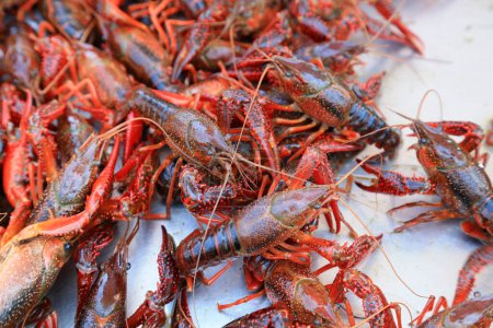 Photo for Fresh crayfish on the market - Royalty Free Image