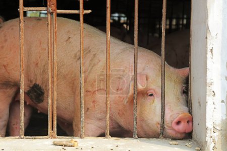 Téléchargez les photos : A fat pig looks out of the railing at a farm in China - en image libre de droit