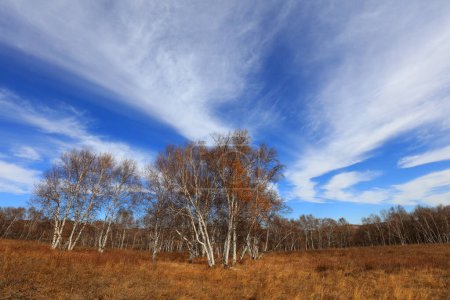 Téléchargez les photos : Birch forest under blue sky in huanggangliang Park of Keshiketeng World Geopark, Inner Mongolia - en image libre de droit