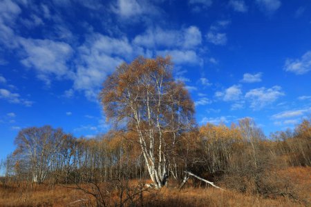 Téléchargez les photos : Birch forest in hot spring park of Keshiketeng World Geopark, Inner Mongolia - en image libre de droit