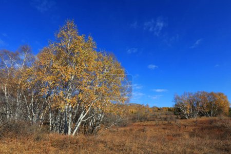 Photo for Birch forest in hot spring park of Keshiketeng World Geopark, Inner Mongolia - Royalty Free Image