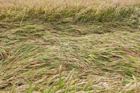 Téléchargez les photos : Rice plants blown down by the wind, on a farm, China - en image libre de droit
